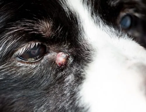 Finding a Lump on Your Pet? Here’s How We Can Help