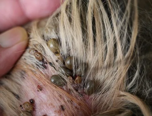 Itching That Won’t Quit? It Could Be Flea Allergy Dermatitis